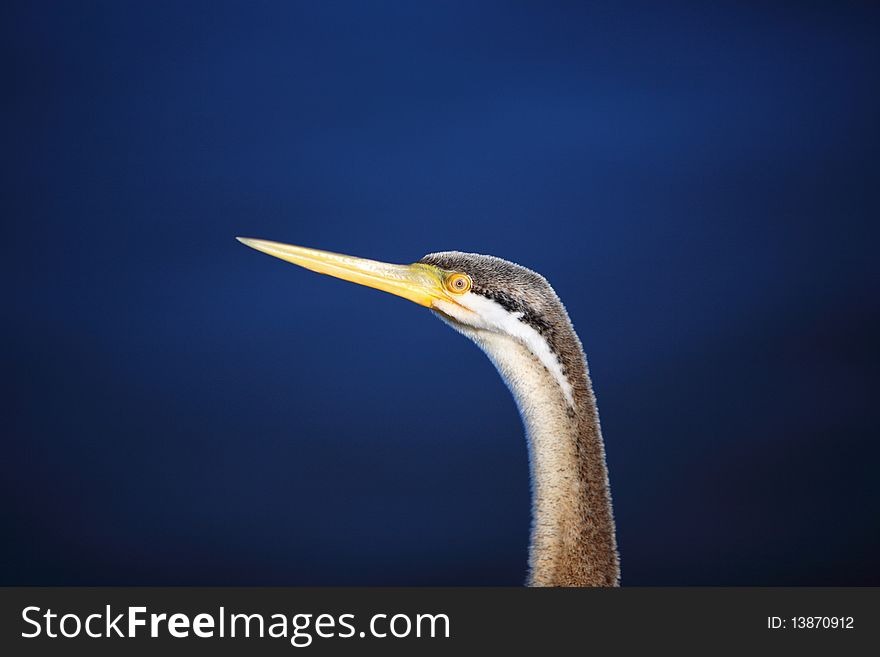 Cormorant Profile, Head-shot,lake background,west australia. Cormorant Profile, Head-shot,lake background,west australia