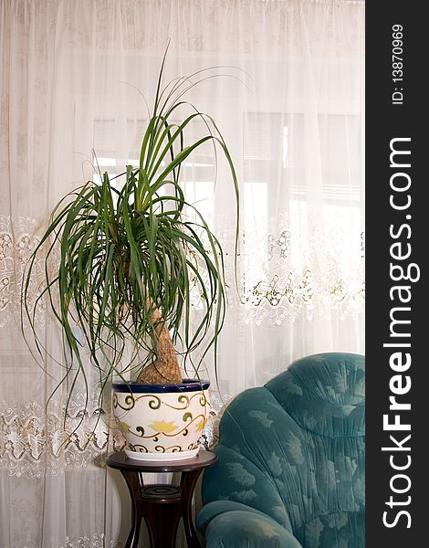 Potted plant in the interior