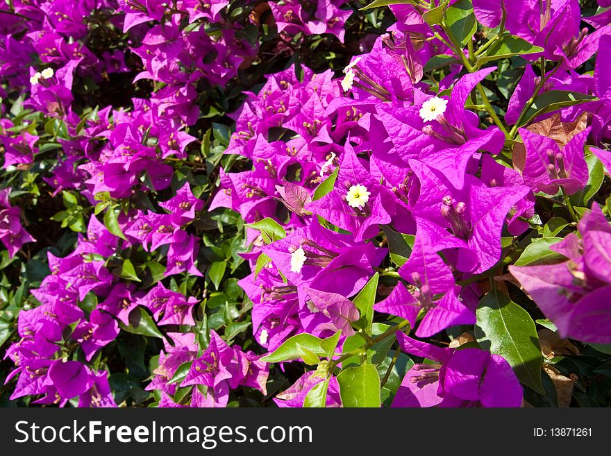 Thai Purple Bougainvilleas at Petchburi Thailand