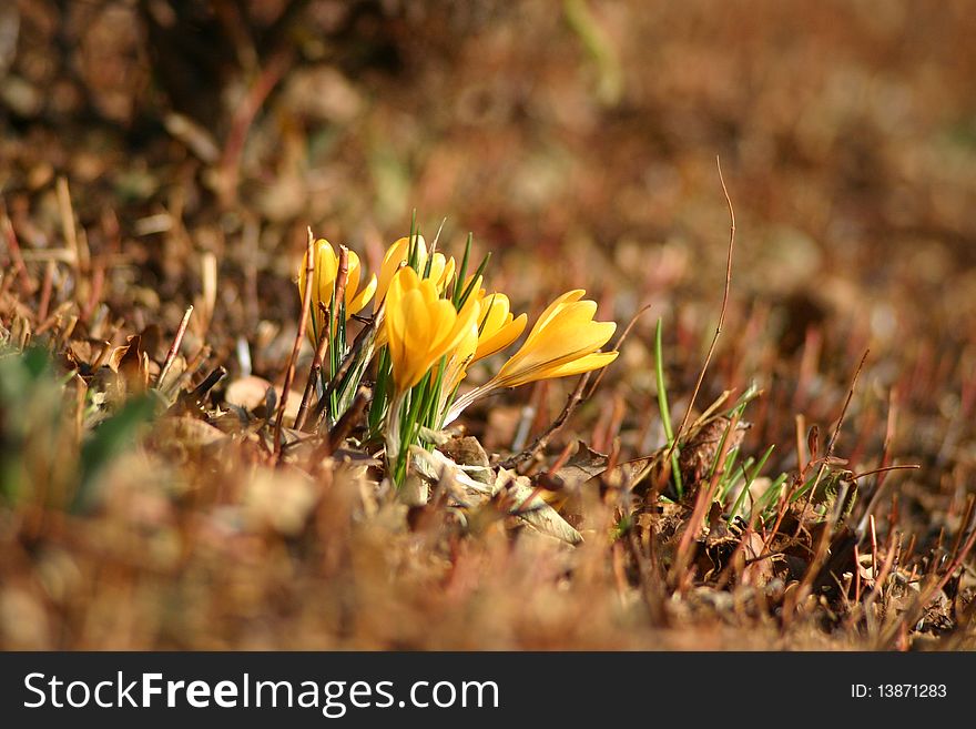 Spring Flower in a little forest of Switzerland. Spring Flower in a little forest of Switzerland