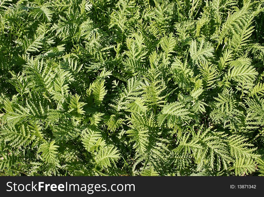 Green leafs