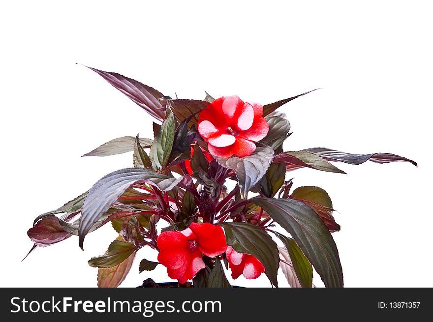 Red flower in flowerpot. Isolated on white