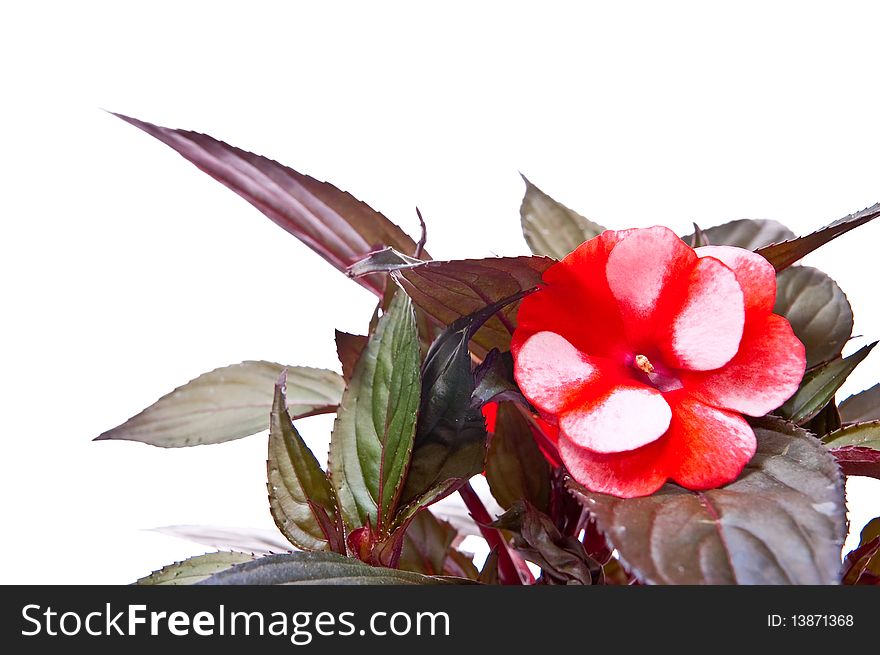 One red flower in flowerpot. Isolated on white. One red flower in flowerpot. Isolated on white