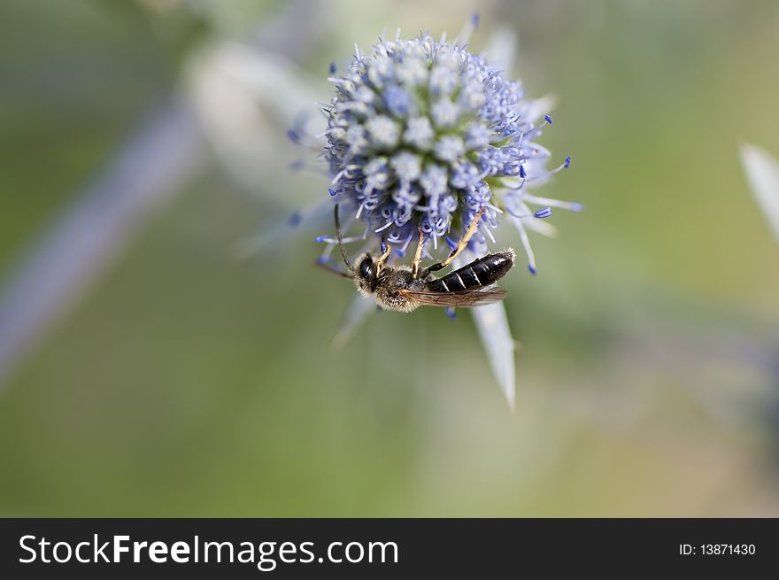 Bee on flower