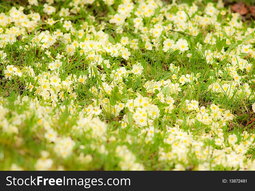 Spring in bloom green lawn. Spring in bloom green lawn