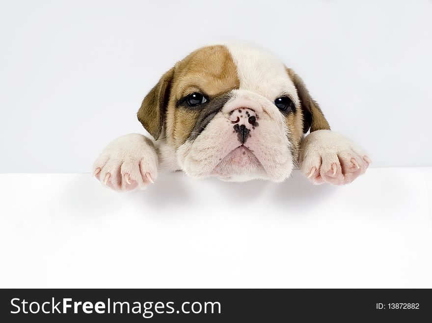 English Bulldog puppy in front of white background with space for text. English Bulldog puppy in front of white background with space for text.