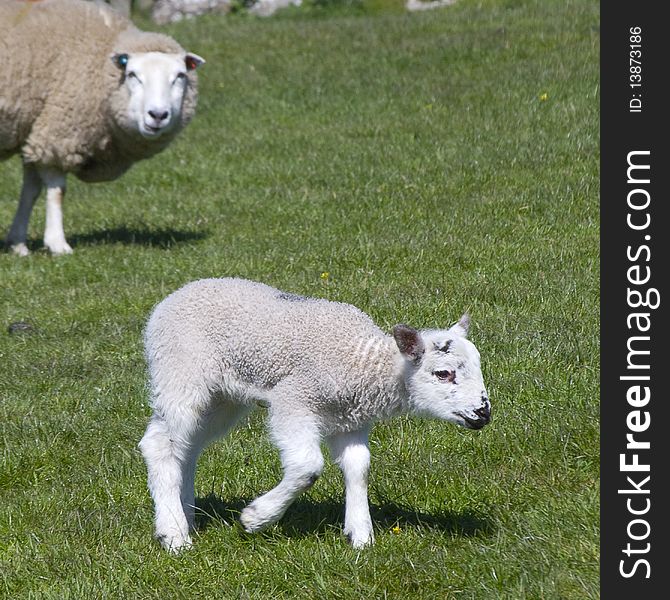 Lamb In Field