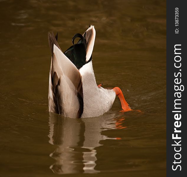 A Mallard Drake feeding on the bottom of a lake. A Mallard Drake feeding on the bottom of a lake.