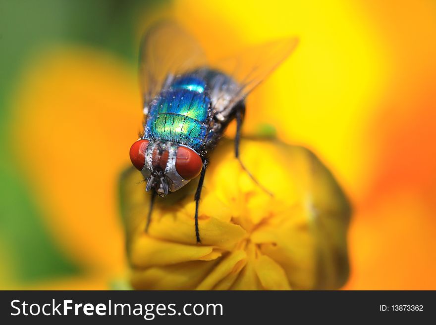 Green-blue fly on a yellow flower