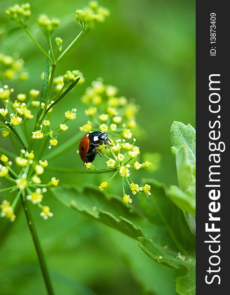 A closeup photo of a ladybird on a flower