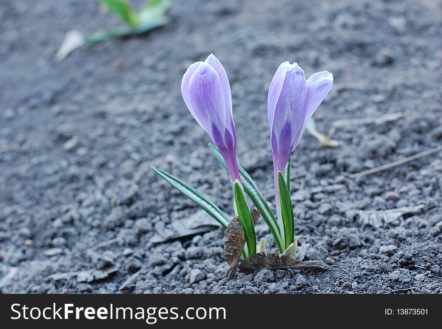 Two Blue Crocus On The Ground