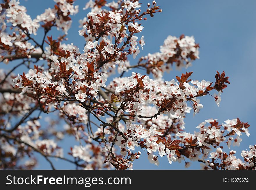 Spring sakura blossom closeup, background