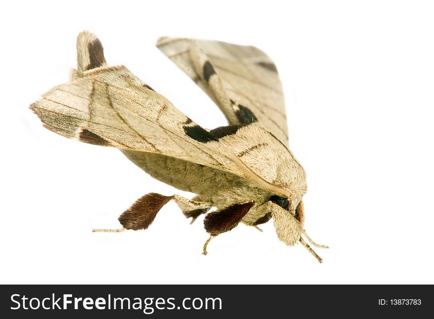 Macro shot of a moth on white background