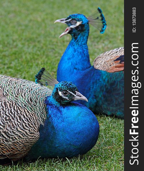 Peacocks in the grass to rest.