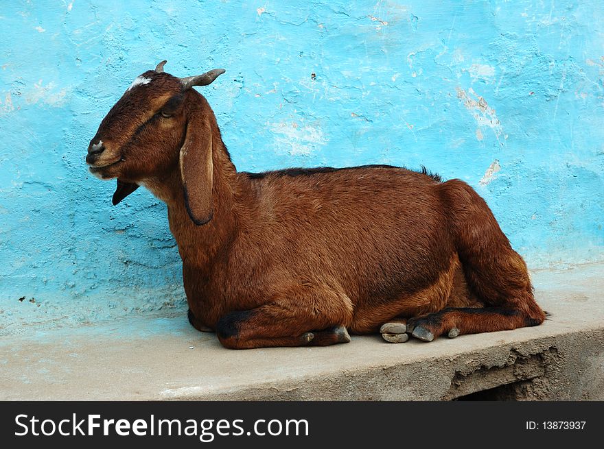 Goat lying on the ground ,Asia