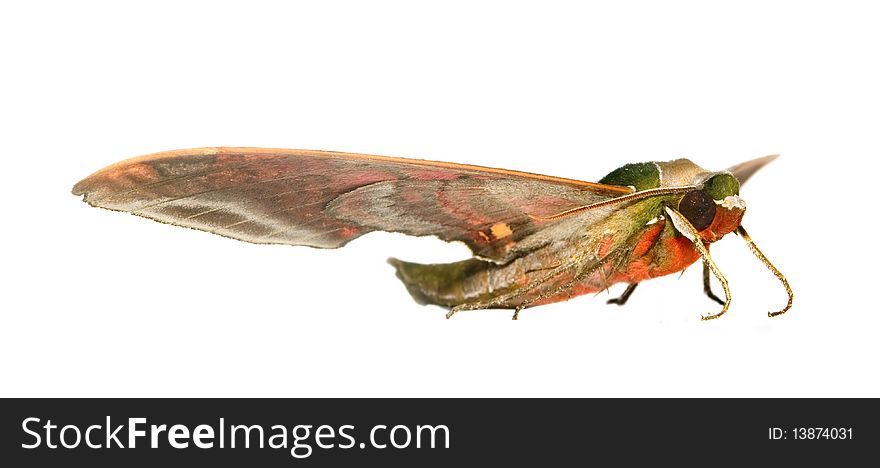 Macro shot of a moth on white background