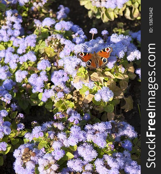 Butterfly On The Flowers