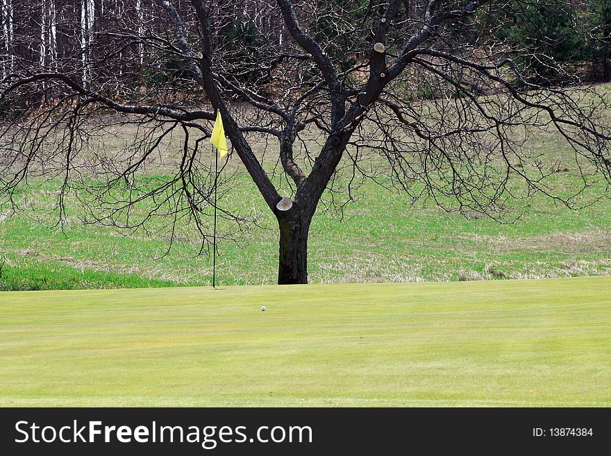 A large tree stands behind the flag on a golf course green.