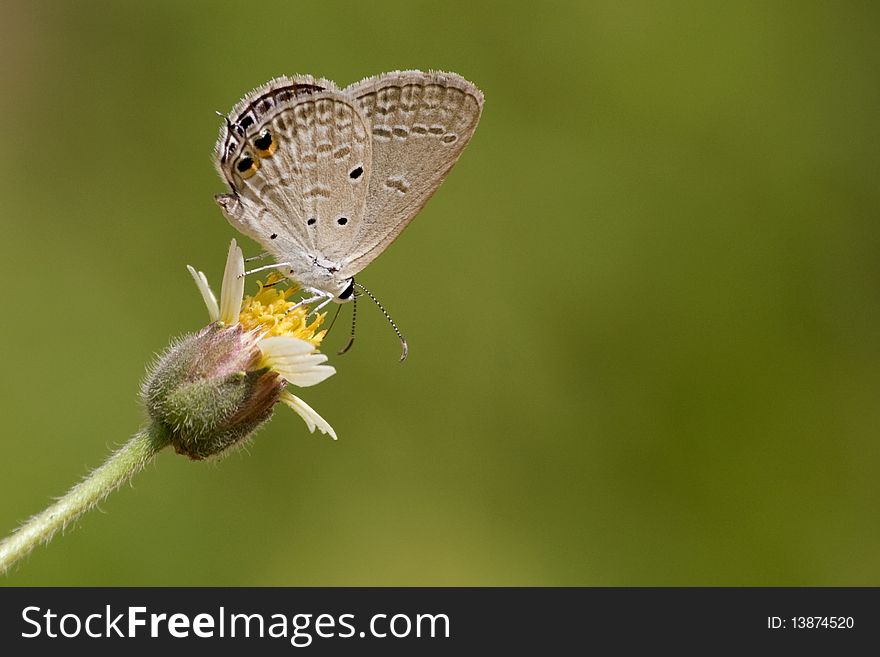 Butterfly in flower with nice background