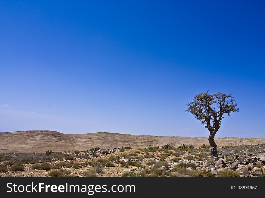 Photo of a Tree standing alone in the middle of the Jordanian hilly Desert over a blue sky in a bright sunny day. Photo of a Tree standing alone in the middle of the Jordanian hilly Desert over a blue sky in a bright sunny day