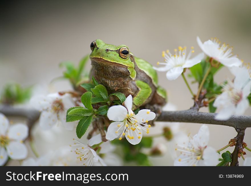 Tree frog on the branch with flowers. Tree frog on the branch with flowers