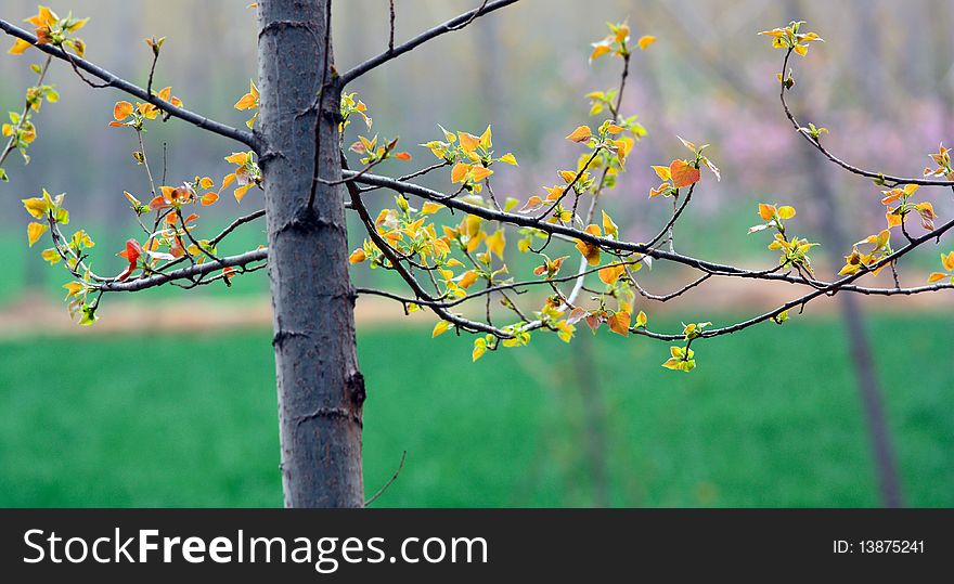 New leaf on a poplar tree in spring.