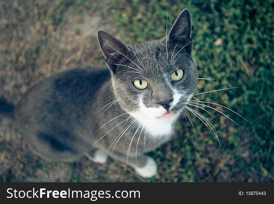 Interesting cat on the grass