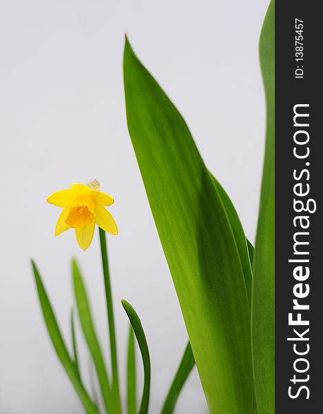 Picture of a daffodil with tulip leaves