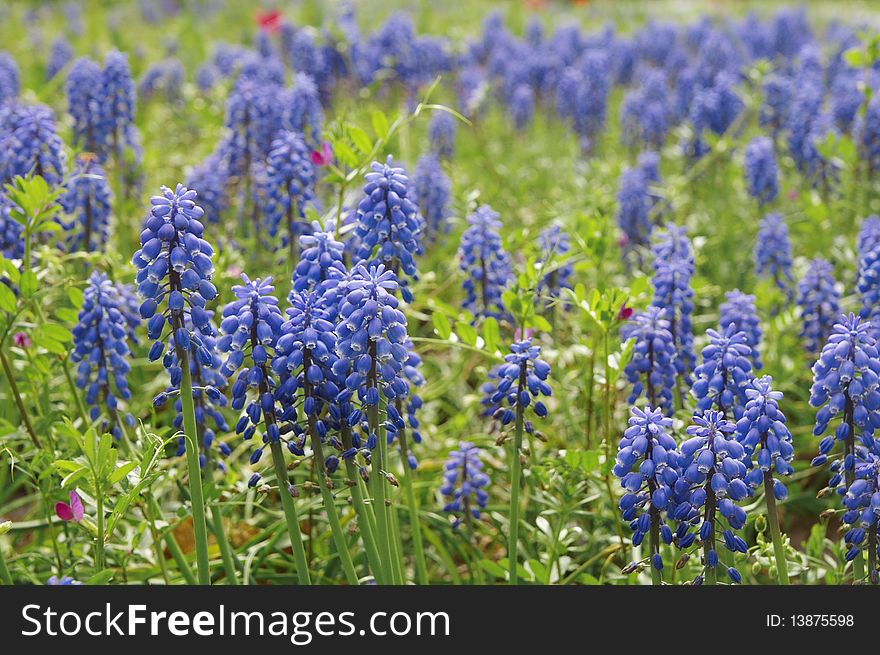 Flower bed of blue muscari in a garden