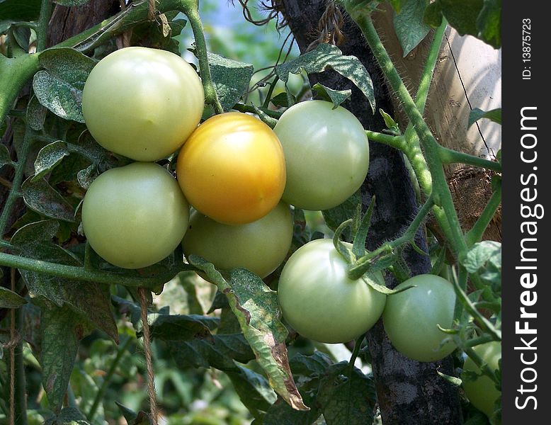 Young tomatoes in tomato field