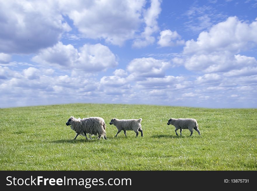 3 Sheep in a sunny meadow. 3 Sheep in a sunny meadow.
