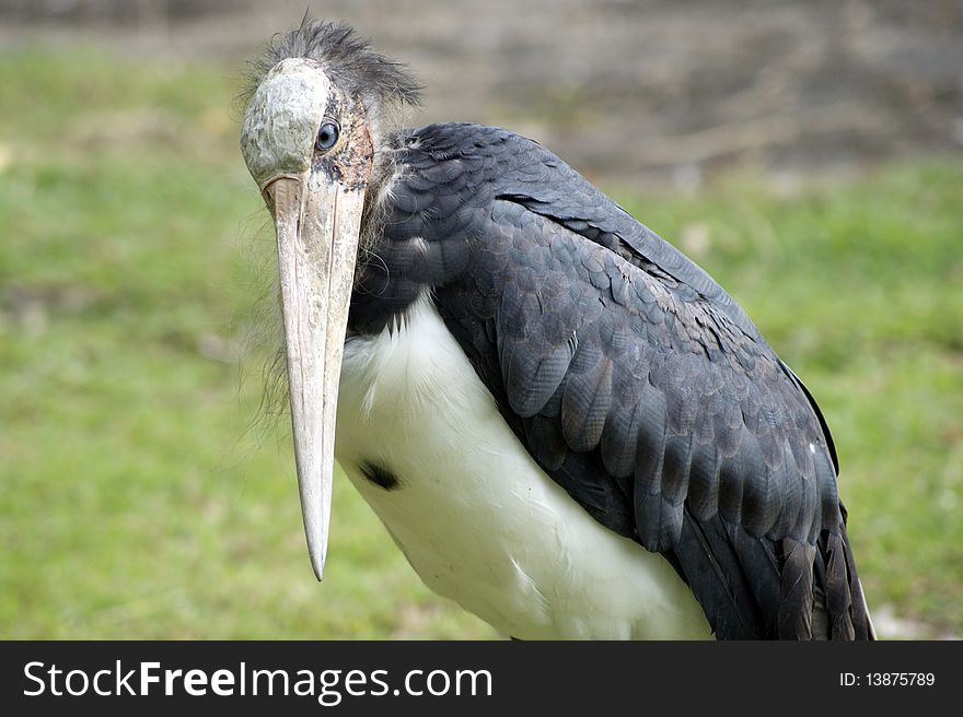 Marabu. Birds Of Island Borneo.