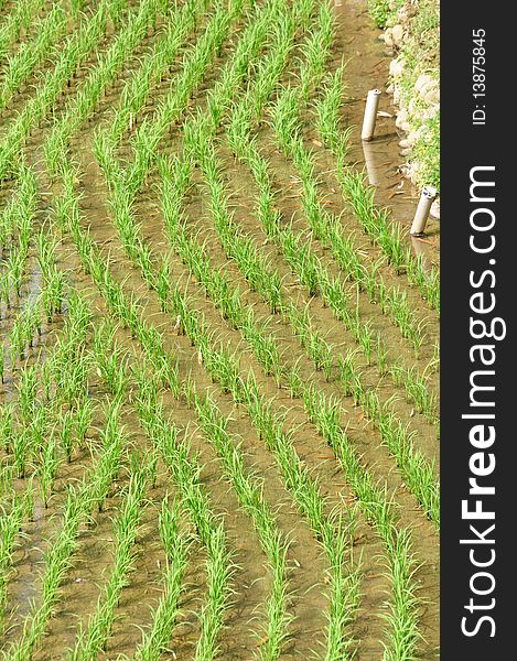 Rows of the rice field