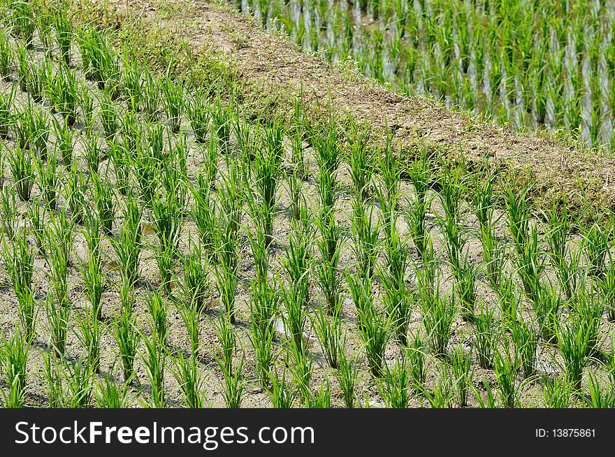 Rows of the rice field