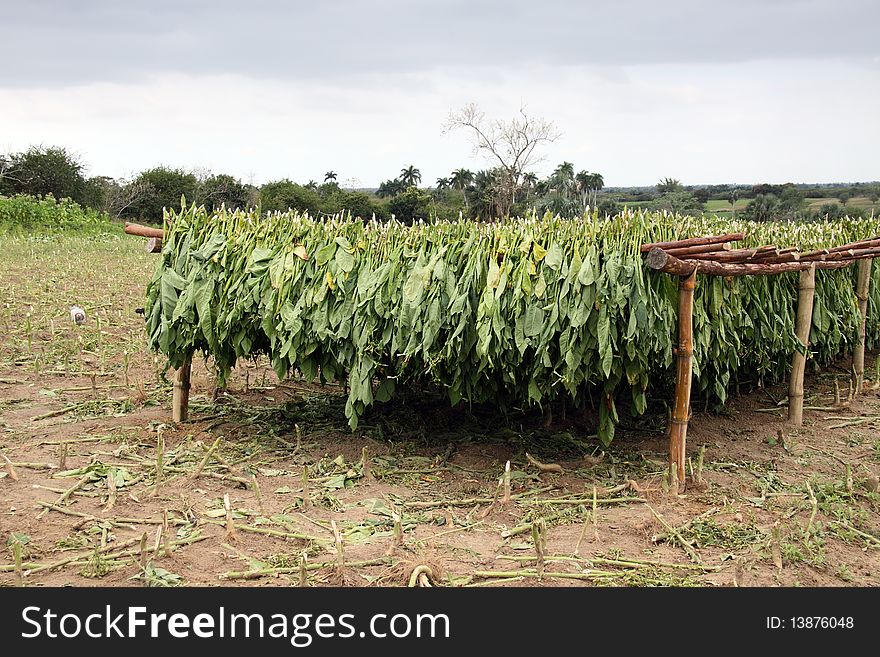 Tobacco leafs drying in a farm, cuba