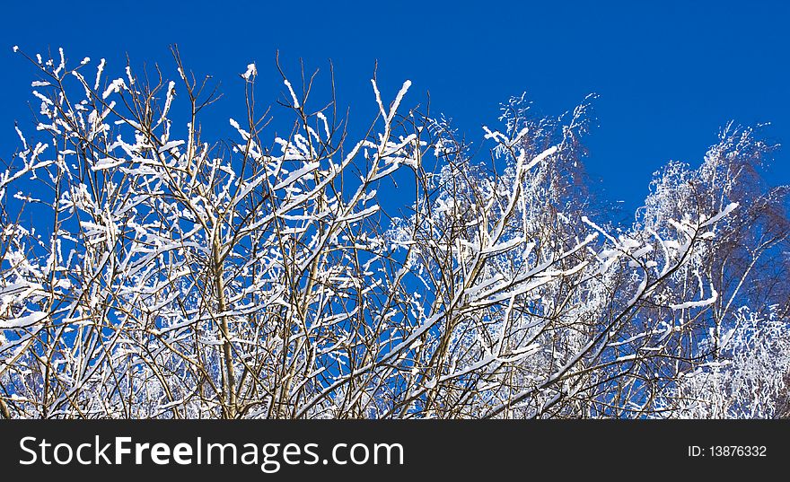 Snow covered branches in winter