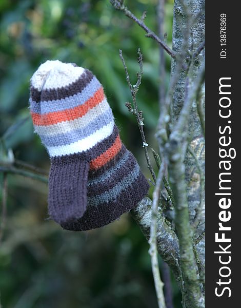 Lost Childs Glove on a tree branch