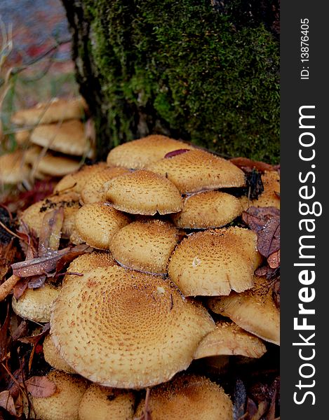 Group of fungus growing by tree trunk