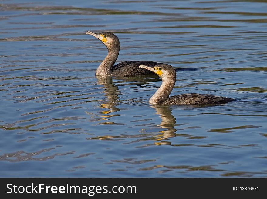 Two Great Cormorants (Phalacrocorax carbo) swimming in a lake