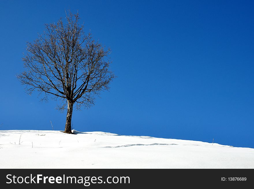 An isolated tree in mountain with a beautiful sky and snow