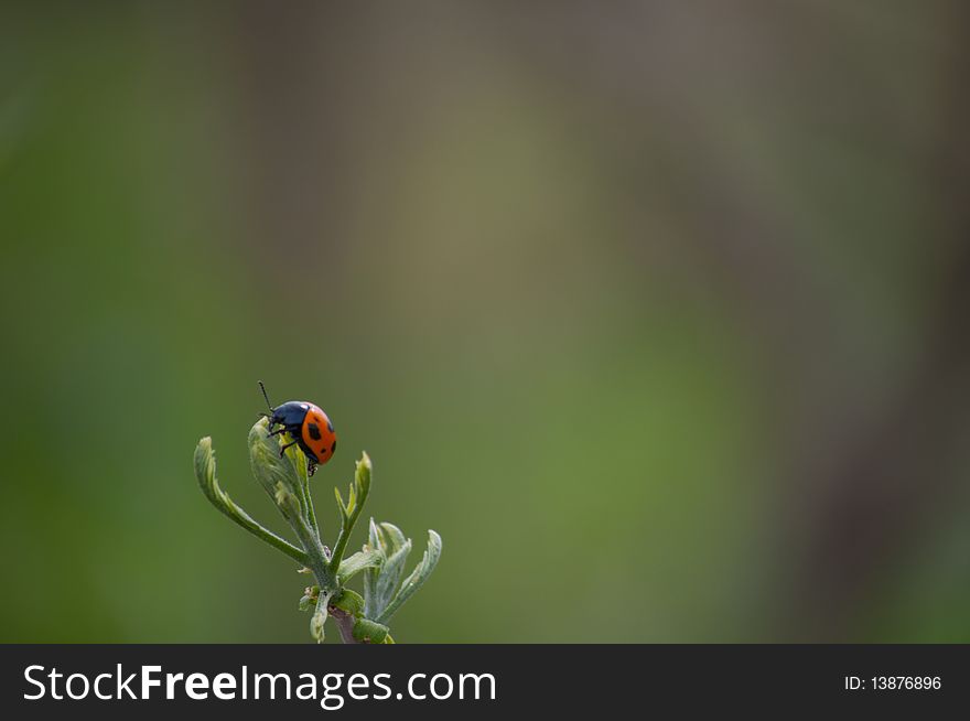 Lone Ladybug
