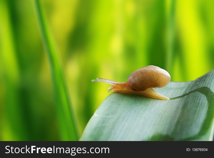 Leaves and snail