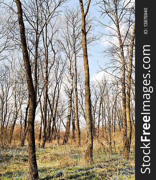 Spring forest with birch and oaks