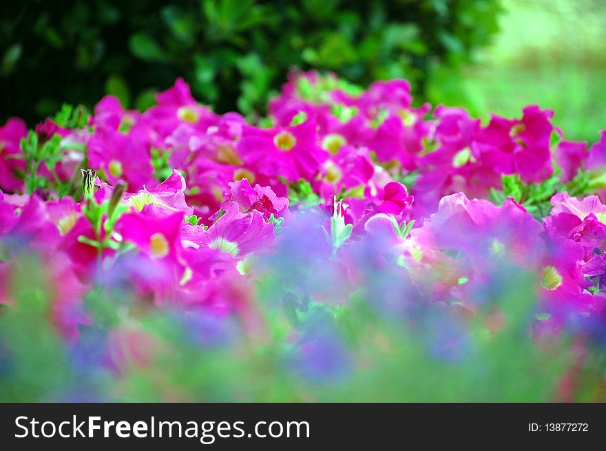 Unique Shot Of Petunias