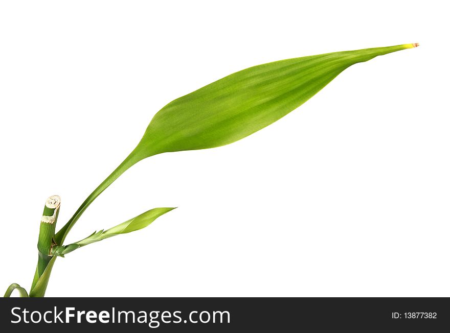 Bamboo branch on white background
