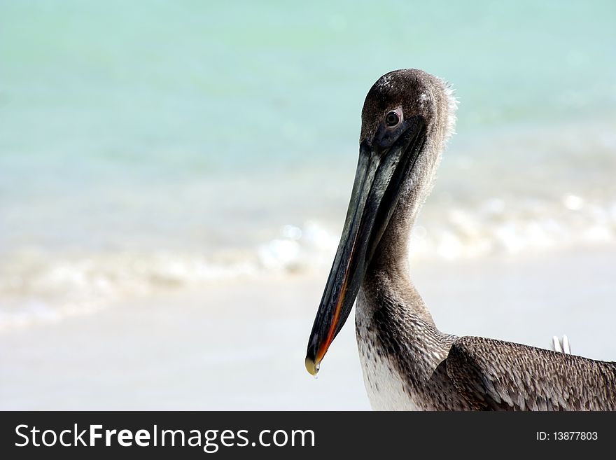 Flying pelican landing on beach in tropical habitat