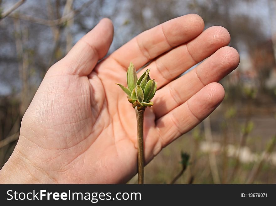Spring branch with young leaves on a hand. Spring branch with young leaves on a hand