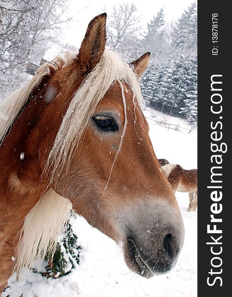 Horse at the ranch on a snowy winter day