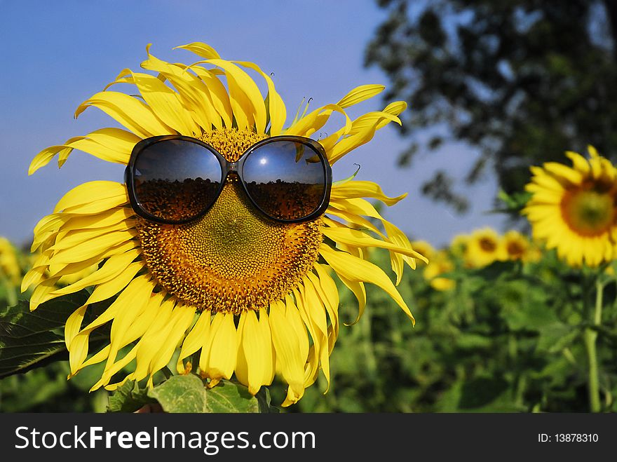 Sunflower Wearing Sunglasses