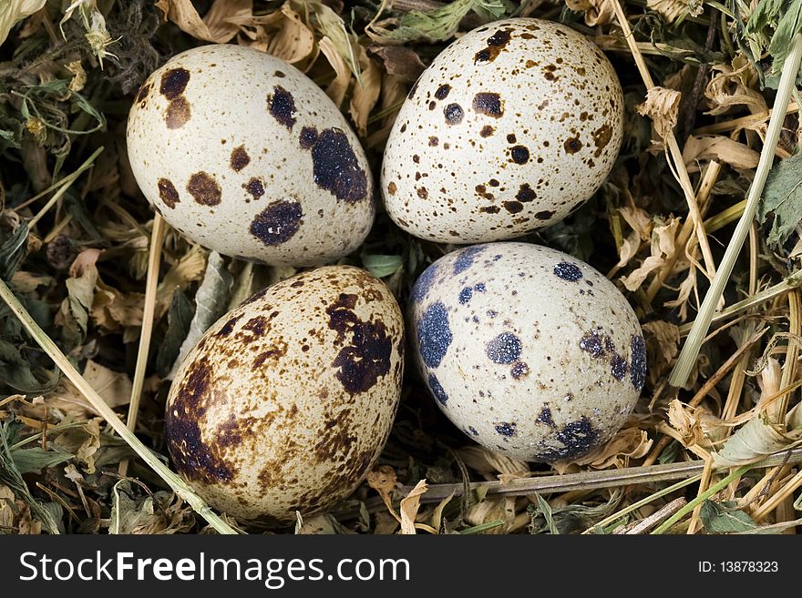 Fresh quail eggs in a nest.